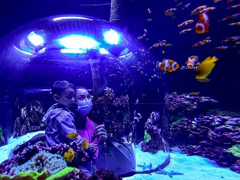 Look: Inside Abu Dhabi's National Aquarium, largest in the Middle East