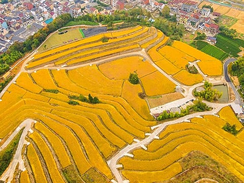Ecological sponge paddy fields