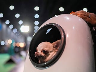 Photos: Furry friends meet up at Thailand's annual Pet Expo