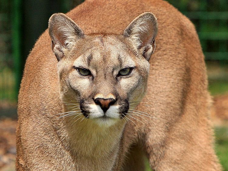 STOCK mountain lion puma