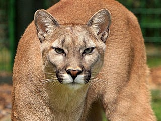 Mountain lion