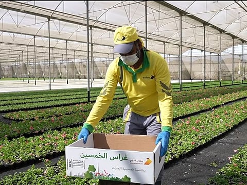 Dubai Municipality is distributing 5 million seedlings for 50th UAE National Day 