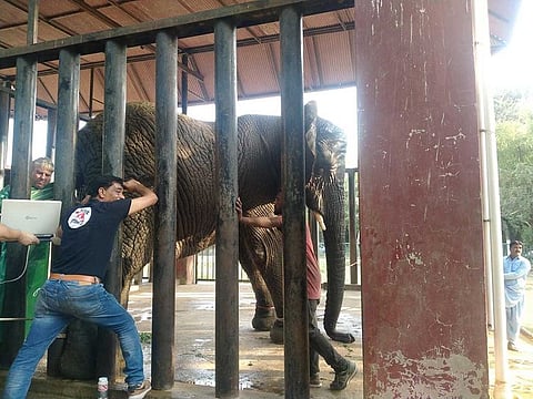 Animal rights activist Dr Amir Khalil along with his team of experts examining foot of an elephant in Karachi Safari Park. 