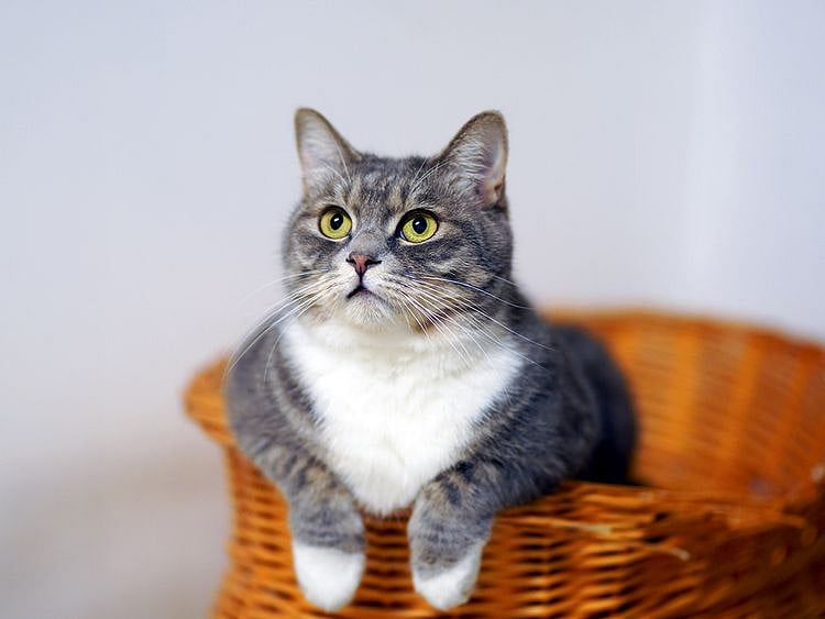 cat pets
