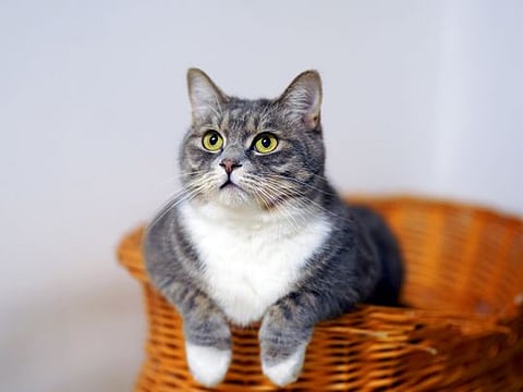 Take advantage of Amazon's Super Saver Week to treat your pets this holiday season.