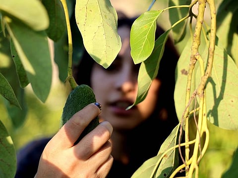 Thurayya, 28, inspects her avocado trees in the village of Sinay, south of Beirut, on November 22, 2021.