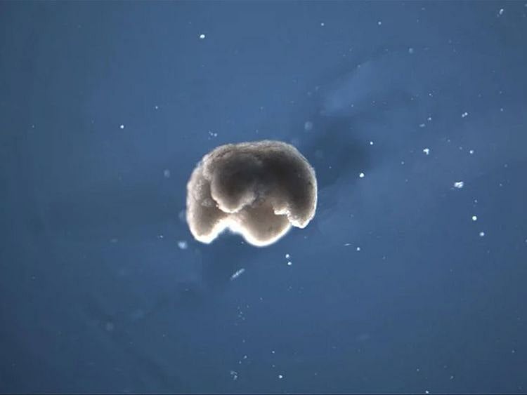 scientists designed living robots from frogs' stem cells