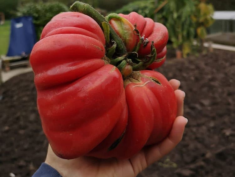  The giant capsicum grown in Ahmed bin Ghafri's farm in Oman.