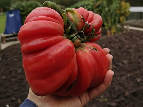  The giant capsicum grown in Ahmed bin Ghafri's farm in Oman.