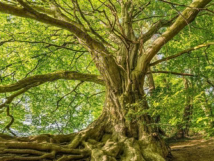 STOCK tree