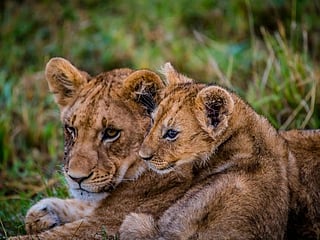 Photos: Dubai-based travel photographer shares pictures of the wildlife in Kenya, and Tanzania