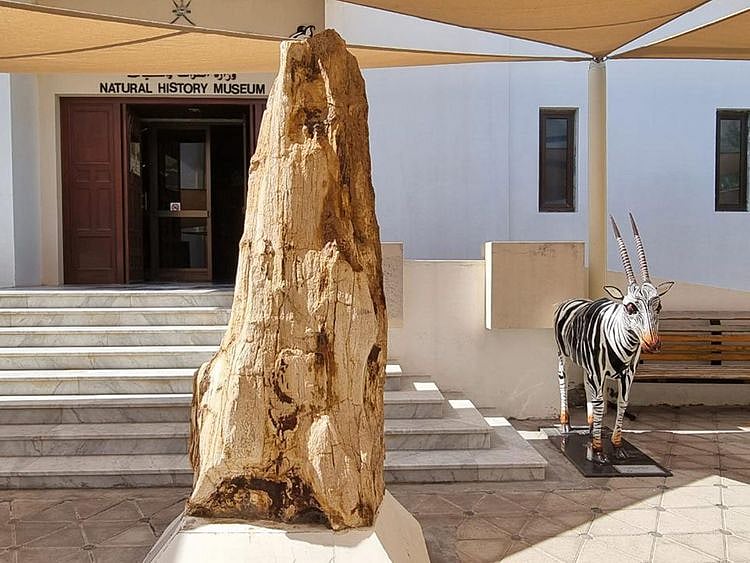 The pretrified rock is displayed at the Natural History Museum located in Al Khuwair’s Ministry District as a symbol of Oman’s history.