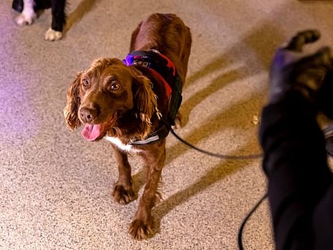 In photos: Watch skilled Dubai Police K9 dogs put on a show every week at Expo 2020 Dubai