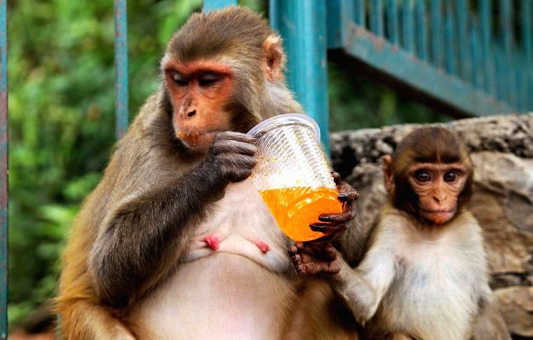 monkey-1639467866603