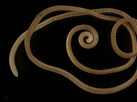 A female individual of the newly identified millipede species Eumillipes persephone discovered deep underground in Australia is seen in this undated photograph.