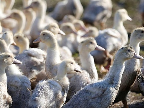 Ducks in a field in Bourriot Bergonce, southwestern France. France’s poultry population saw a wave of bird flu in 2015-17 and has suffered almost constant outbreaks since 2020 - although there are currently no disease hotspots.