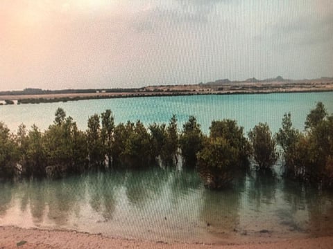 The new resolution has been developed with the purpose of strengthening EAD’s regulatory and supervisory role and supporting mechanisms to prevent actions and activities that negatively impact the environment