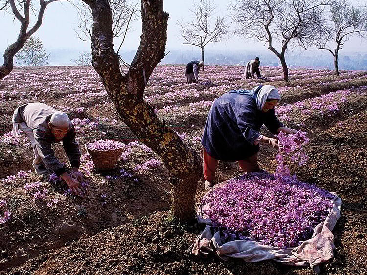 J&K-saffron-story-FOR-WEB
