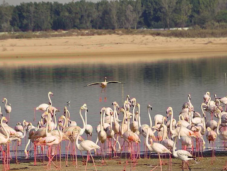 Al Wathba Wetland Reserve-1609310156249
