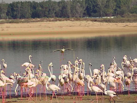 Al Wathba Wetland Reserve  Abu Dhabi. 