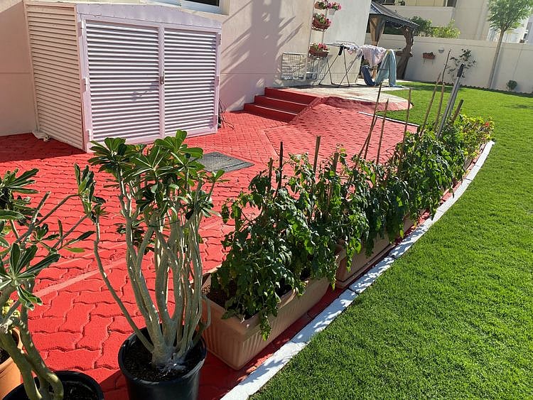 NAT 1 Creeper plants-1641476162097
