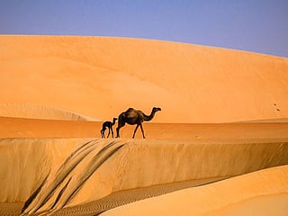 Readers' photos: Explore the deserts of Liwa and Ghantoot in Abu Dhabi and Maliha in Sharjah. 