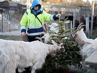 Maa-ry Christmas! London goats feast on festive firs