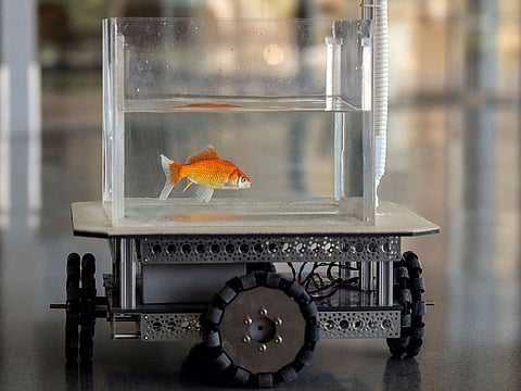 A goldfish navigates on land using a fish-operated vehicle developed by a research team at Ben-Gurion University in Beersheba, Israel.