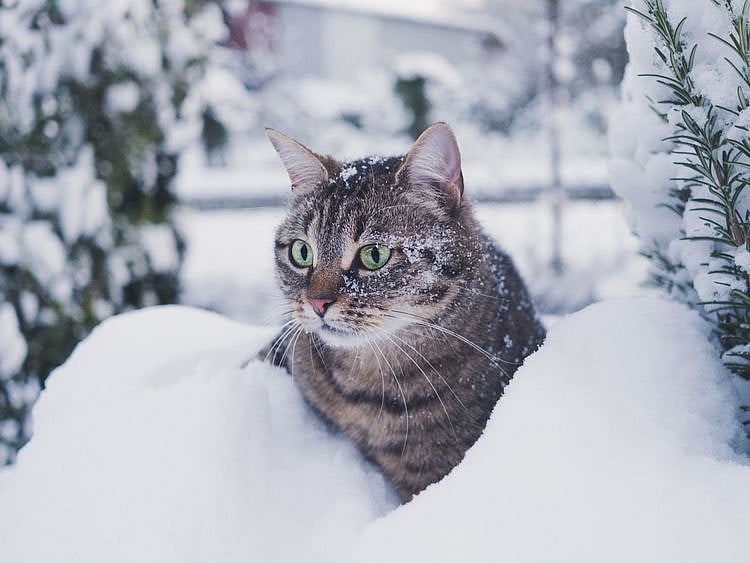 Cat in snow