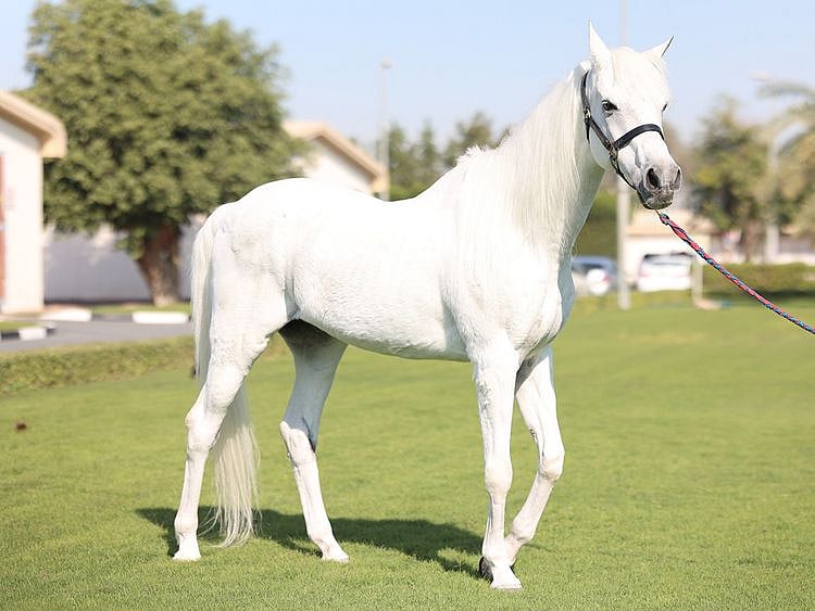 Kuzumil_(1)-1642236242997