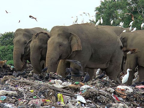 Wild elephants scavenge for food at an open landfill in Pallakkadu village in Ampara district, about 210 kilometers (130 miles) east of the capital Colombo, Sri Lanka.