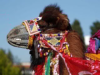 Photos: Bejeweled camels wrestle for victory in Turkey