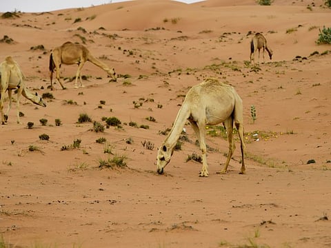 Grazing season will begin on May 15 and continue till October 15.