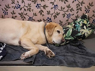 Photos: South Africa's luxury dog hotels give paws for thought