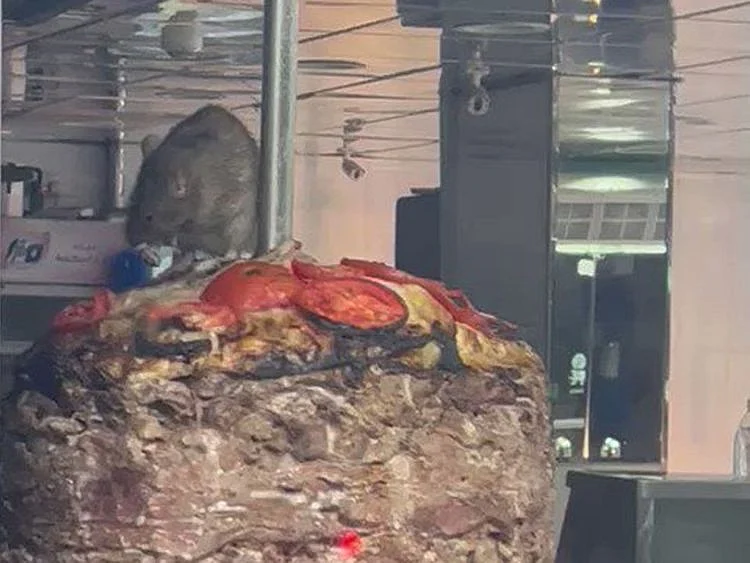  The rat on the shawarma at a Jeddah restaurant.