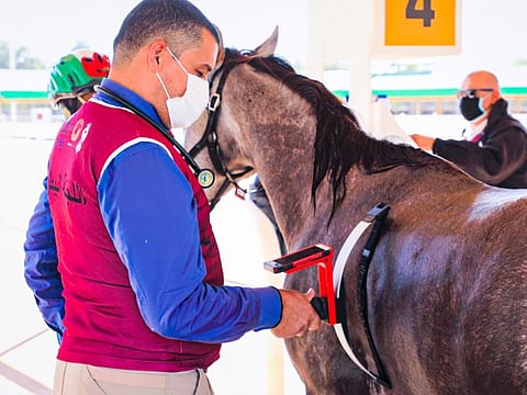 A veterinarian checks a horse in Abu Dhabi