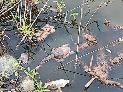 In this picture taken on January 22, a dead turtle floats on the Gauripada lake in Kalyan around 40 km from Mumbai.