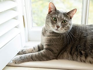 Here, kitty: Bidens welcome cat named Willow to White House