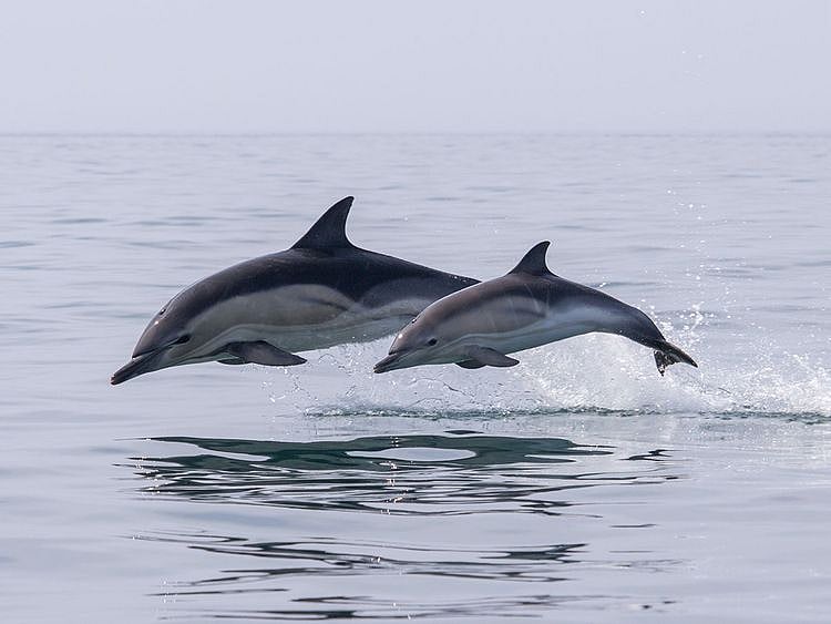 dolphins
