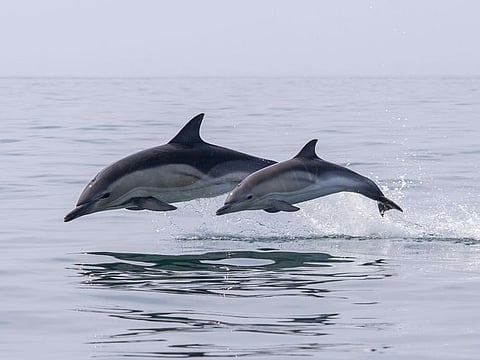 “Prohibition of dolphin catching in the territorial waters is part of the Kingdom of Bahrain’s constitution to preserve the environment and natural wealth against degradation,” the chief prosecutor said.