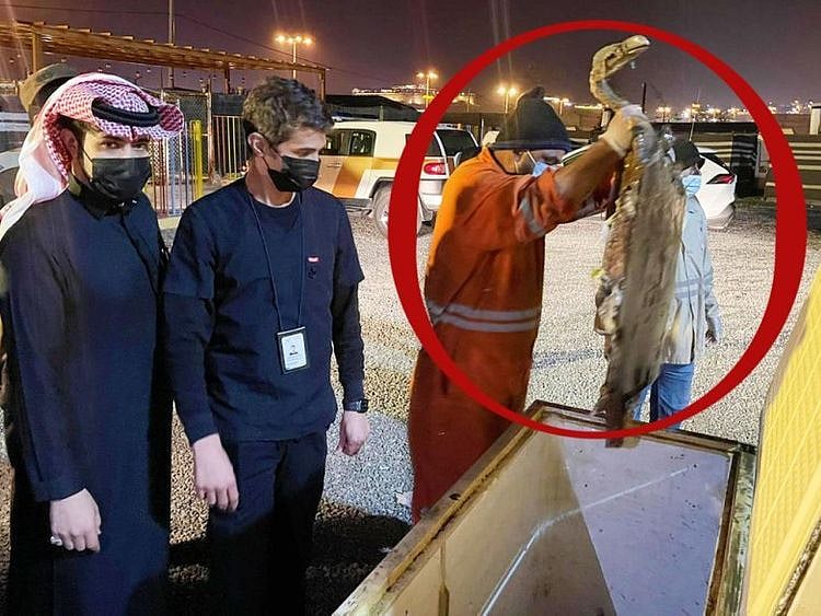 croco-1-1643466371570