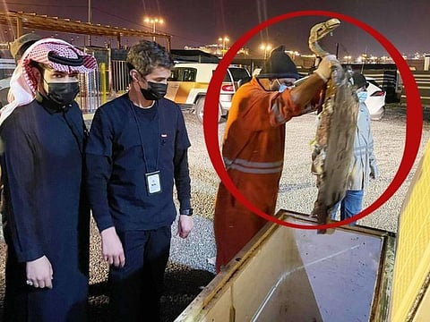 Dead deer and a crocodile reportedly found by health officials at a catering facility in Khamis Mushait. 