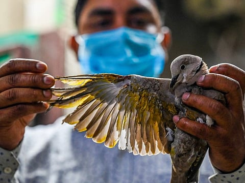 Junior veterinary doctor Rajkumar holds an injured bird whose feathers were burned by electric wires, at the Charity Birds Hospital in Gurugram, on August 24, 2021. New Delhi is home to a magnificent array of predatory birds, but untold numbers are maimed each week by kite strings, cars and other grave encounters with human activity.