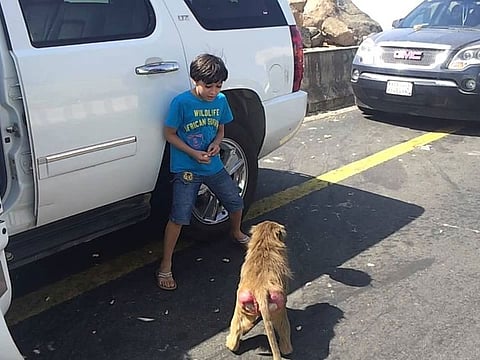 Baboons have become a dangerous nuisance for people in some areas of Saudi Arabia. 