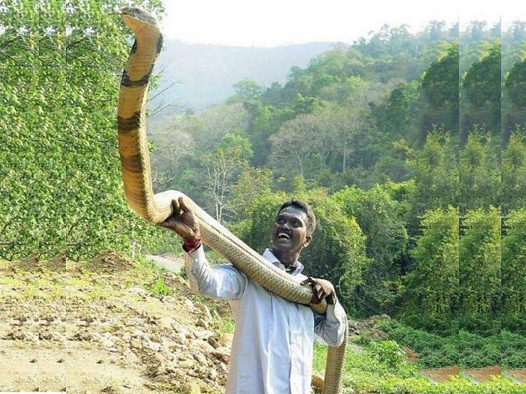 Kerala's famous snake rescuer Vava Suresh still critical after cobra bite