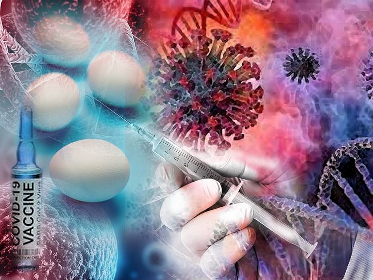 Vaccine chicken eggs