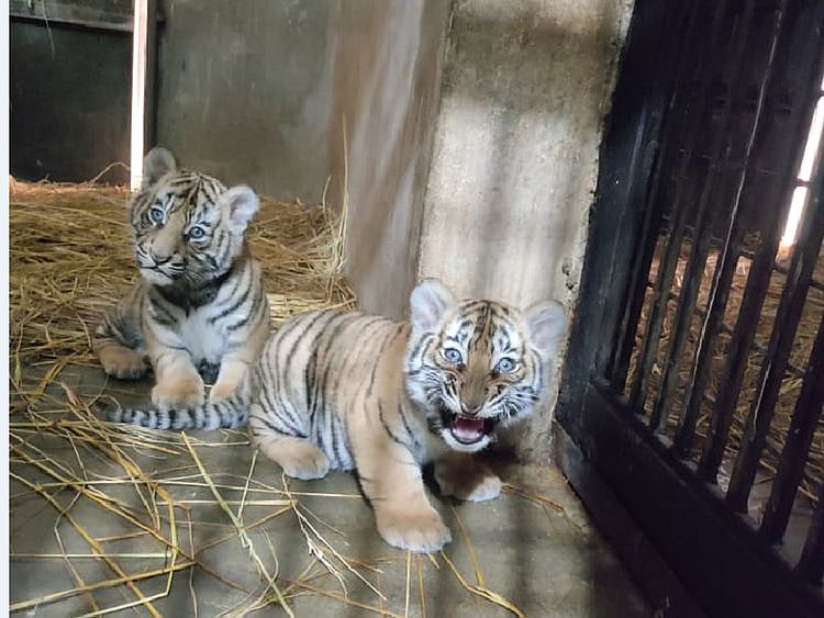 Born on December 26, Felix and Julia are doing well, and are purely on mother’s milk.