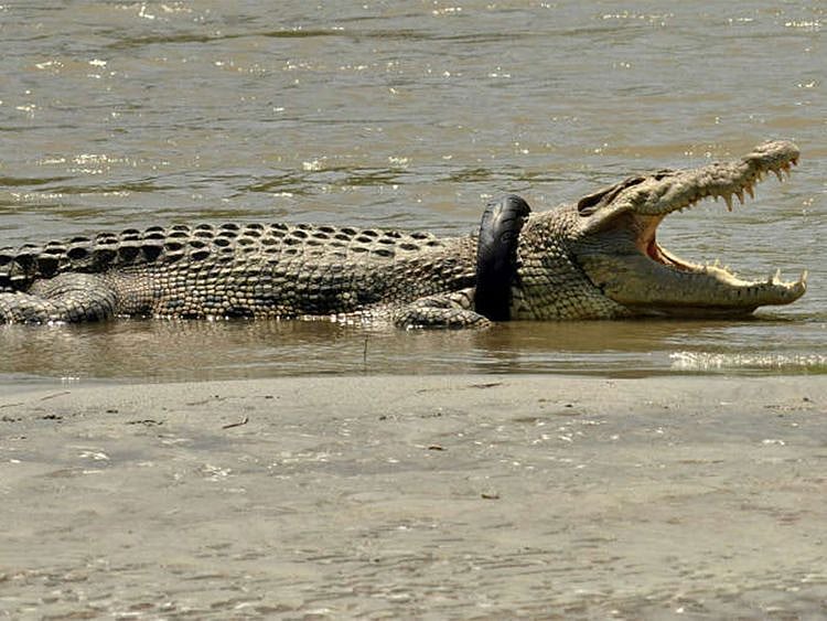 croc