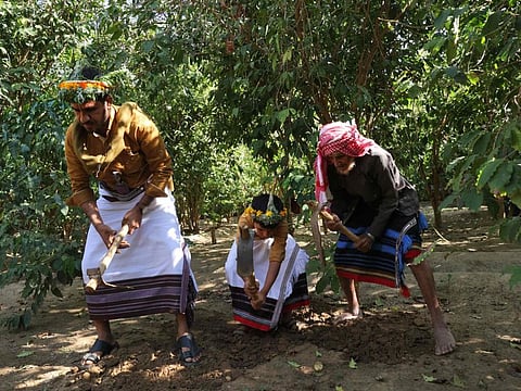 Saudi Farah Al Malki, 90, his son Ahmed, 42, and his grandson Mansour, 11, prepare the soil as they harvest Khawlani coffee beans at a coffee farm in Saudi Arabia's southwestern region of Jizan on January 26, 2022. 