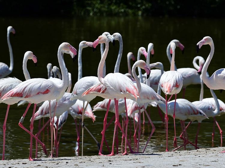 FLAMINGO54-1644642446113